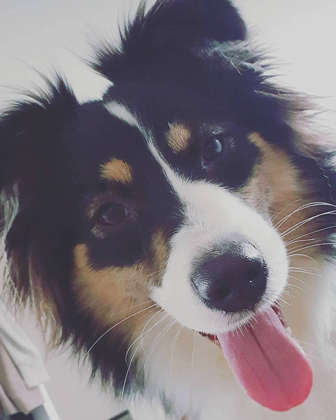 Djune participe au concours pour gagner de l'argent avec cette photo : australian_collie, australian_shepherd, bernese_mountain_dog, border_collie, canidae, carnivore, collie, companion_dog, dog, dog_breed, english_shepherd, herding_dog, mammal, miniature_australian_shepherd, nose, rare_breed_dog, scotch_collie, snout, vertebrate, working_dog