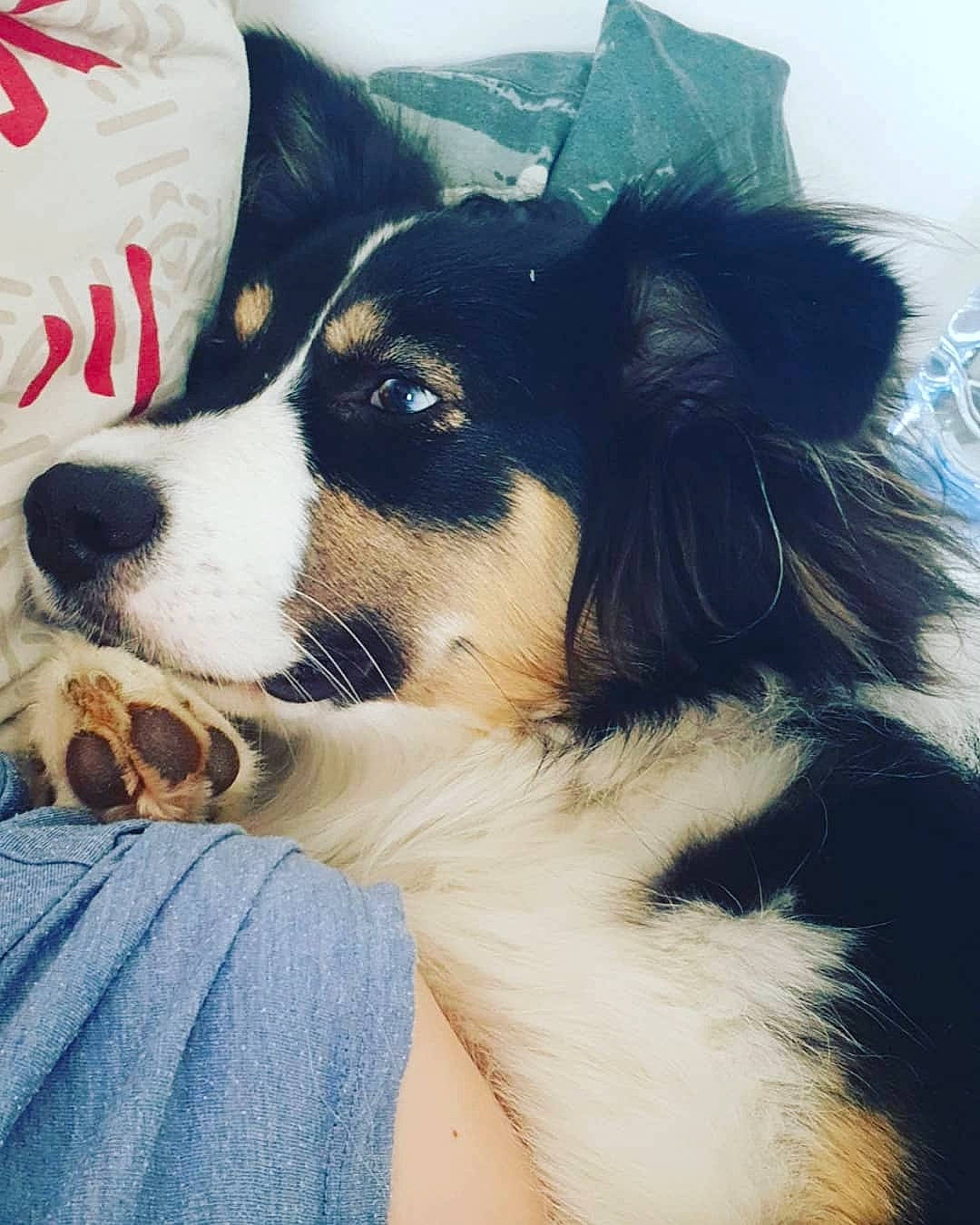 Djune participe au concours pour gagner de l'argent avec cette photo : australian_collie, australian_shepherd, border_collie, canidae, cardigan_welsh_corgi, carnivore, companion_dog, dog, dog_breed, ear, english_shepherd, herding_dog, love, mammal, nose, puppy, snout, vertebrate, working_dog