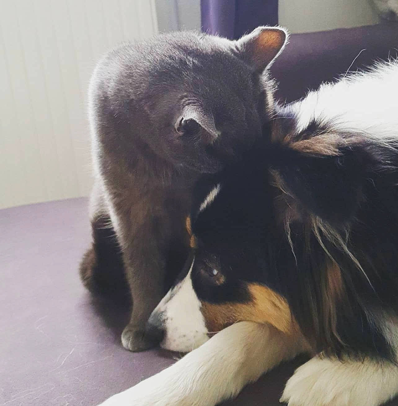 Djune participe au concours pour gagner de l'argent avec cette photo : canidae, carnivore, cat, companion_dog, dog, dog_breed, ear, felidae, fur, mammal, nose, puppy, small_to_medium_sized_cats, snout, tail, vertebrate, whiskers