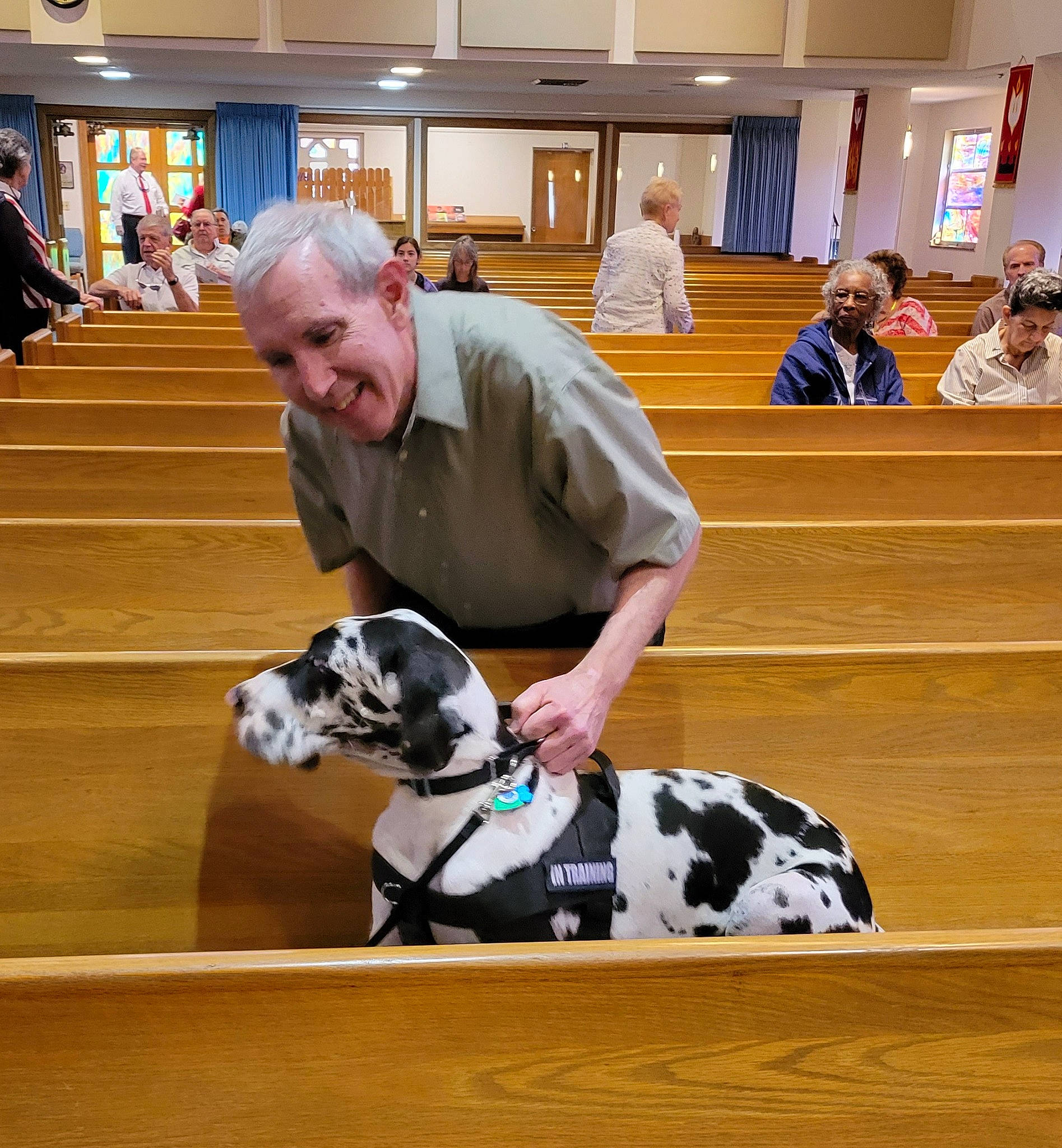 Johnny joined the competition — help win amazing prizes! canidae, carnivore, companion_dog, dalmatian, dog, dog_breed, event, fawn, flooring, fur, great_dane, hardwood, head, houseplant, smile, snout, sporting_group, wood, working_animal, working_dog