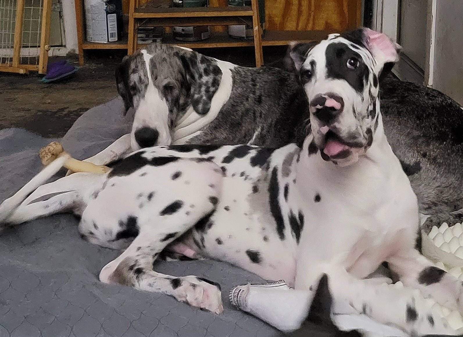 Johnny is registered to the contest to win money with this photo: bored, canidae, carnivore, comfort, companion_dog, dog, dog_breed, event, fawn, fur, great_dane, non_sporting_group, snout, sporting_group, whiskers, working_animal, working_dog