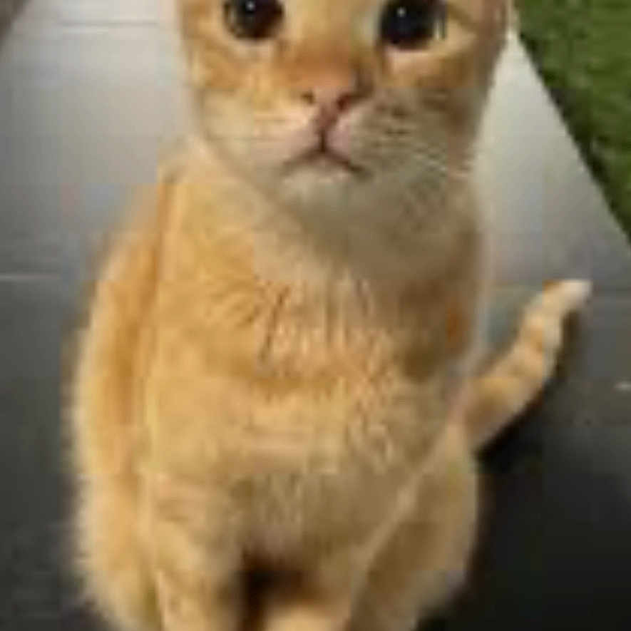 Alfie is registered to the contest to win money with this photo: cat, orange_cat, tabby, pet, animal, sitting, outdoor, grass, pavement, curious, feline, whiskers, ears, tail, looking_at_camera, domestic_cat, cute, portrait, fur, mammal