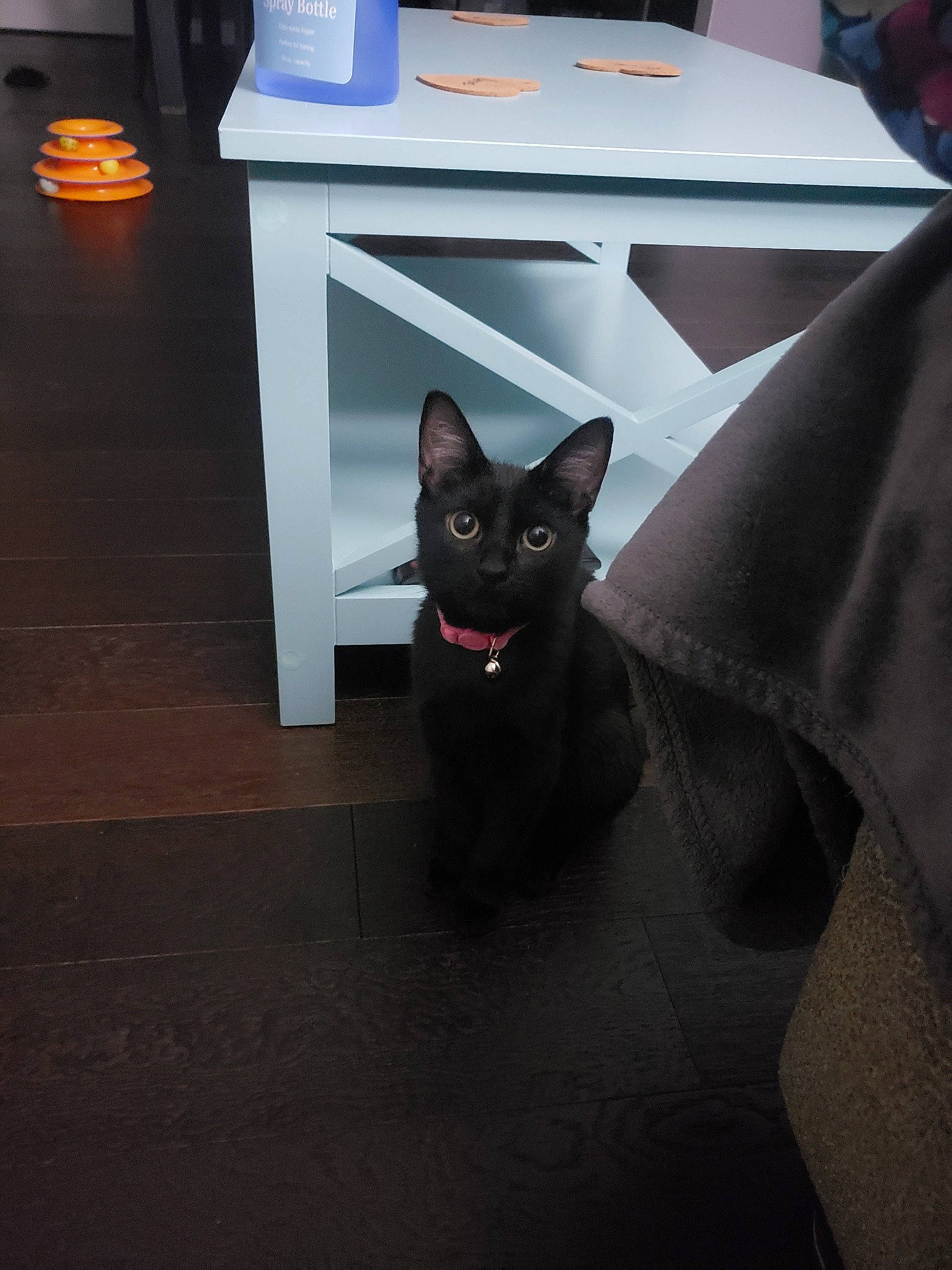 Lainey joined the competition — help win amazing prizes! black, black_cat, bombay, burmese, carnivore, cat, felidae, korat, room, small_to_medium_sized_cats, table, whiskers