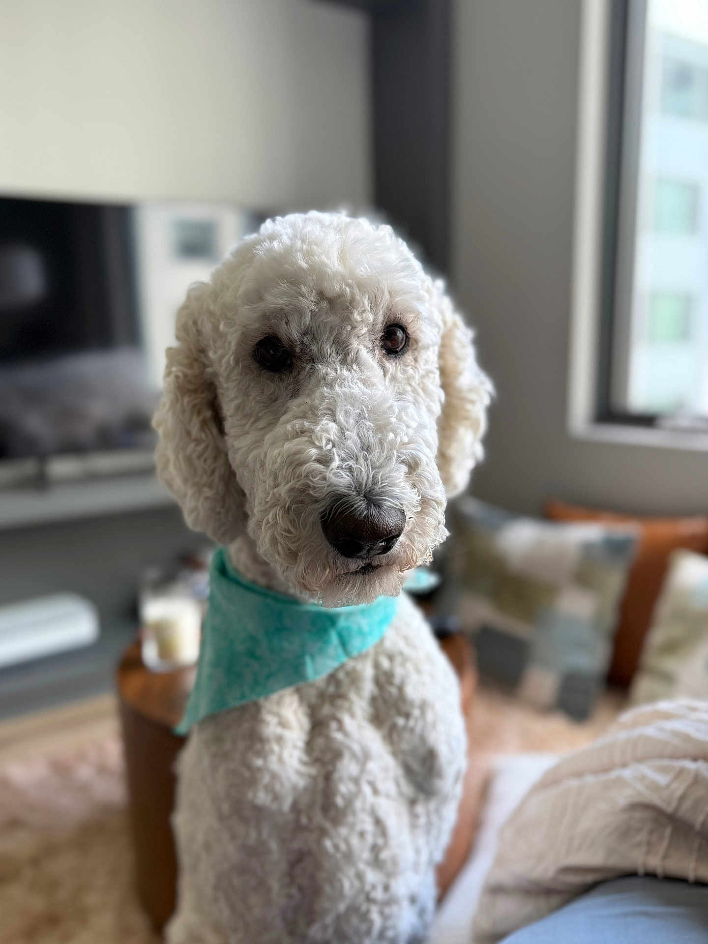 Kobe is registered to the contest to win money with this photo: dog, curly_fur, indoor, bandana, pet, canine, portrait, living_room, window, furniture, couch, decor, cozy, brown_nose, white_fur, close_up, blurred_background, domestic_animal, companion, animal