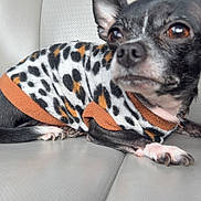 Luna joined the competition — help win amazing prizes! animal, black_and_white, canine, car_seat, close_up, companion, cute, dog, domestic_animal, fur, interior, leopard_print, paw, pet, pet_clothing, resting, seat, small_dog, sweater, vehicle