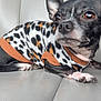 animal, black_and_white, canine, car_seat, close_up, companion, cute, dog, domestic_animal, fur, interior, leopard_print, paw, pet, pet_clothing, resting, seat, small_dog, sweater, vehicle
