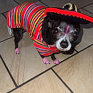 Luna joined the competition — help win amazing prizes! dog, small_dog, chihuahua, costume, sombrero, colorful_clothing, striped_poncho, pink_paws, pink_mark, indoors, tiled_floor, pet, animal, cute, festive, looking_up, black_and_white_dog, floor_tiles, adorable, standing