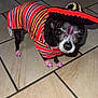 dog, small_dog, chihuahua, costume, sombrero, colorful_clothing, striped_poncho, pink_paws, pink_mark, indoors, tiled_floor, pet, animal, cute, festive, looking_up, black_and_white_dog, floor_tiles, adorable, standing
