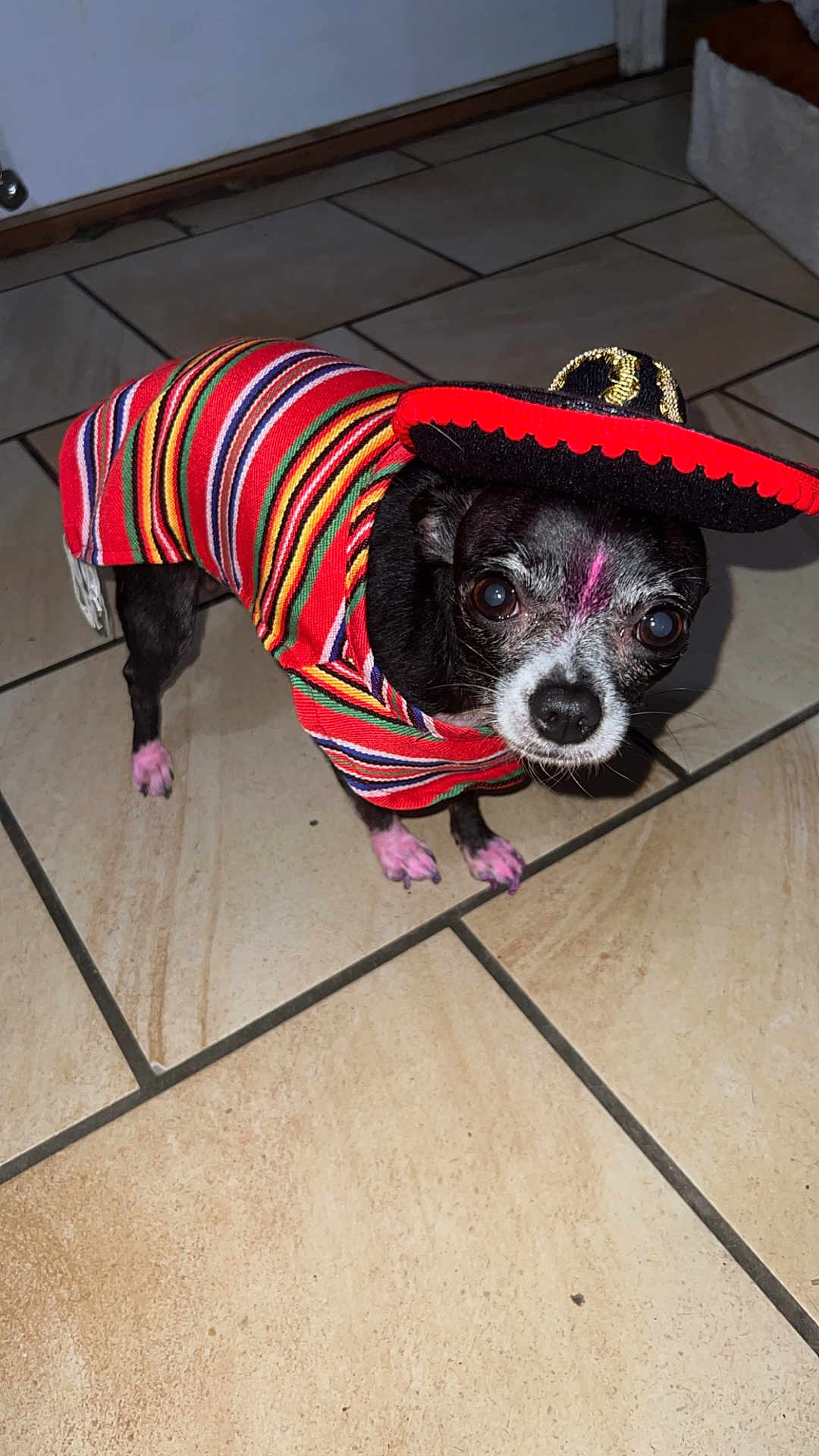 Luna joined the competition — help win amazing prizes! dog, small_dog, chihuahua, costume, sombrero, colorful_clothing, striped_poncho, pink_paws, pink_mark, indoors, tiled_floor, pet, animal, cute, festive, looking_up, black_and_white_dog, floor_tiles, adorable, standing