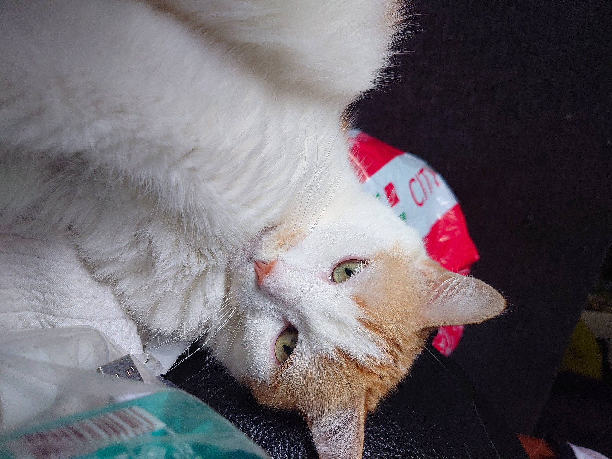 Daysi participe au concours pour gagner de l'argent avec cette photo : carmine, carnivore, cat, claw, domestic_short_haired_cat, ear, fang, fawn, felidae, fur, nap, paw, small_to_medium_sized_cats, snout, tail, whiskers