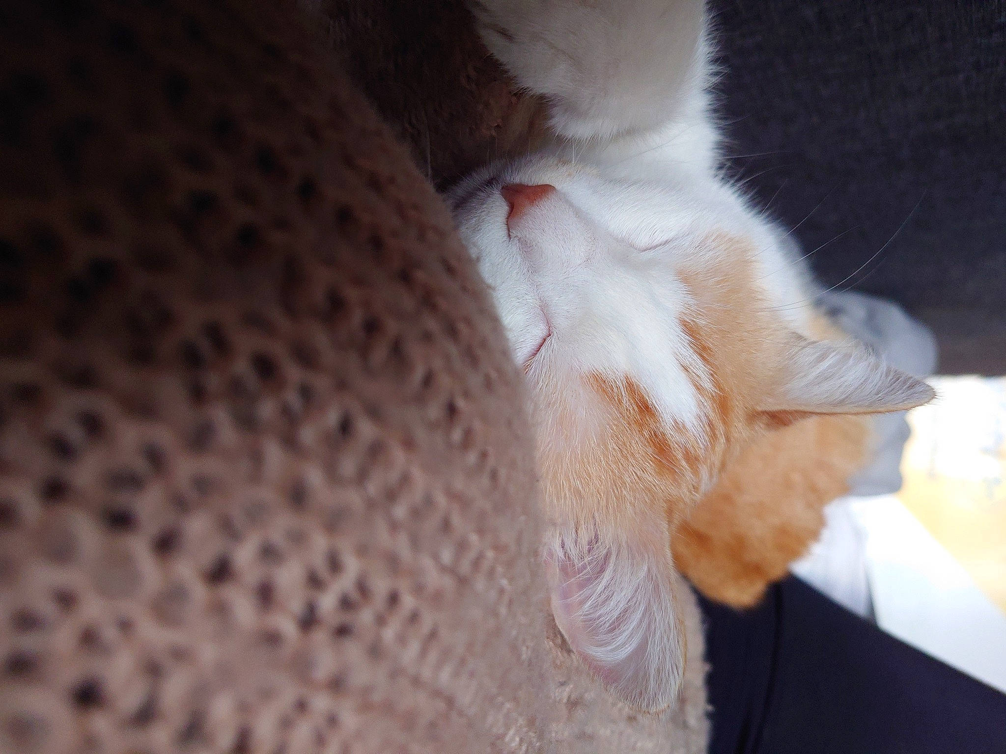 Daysi a rejoint le concours — aidez-le/la à gagner de superbes lots ! carnivore, cat, claw, comfort, dog_breed, domestic_short_haired_cat, ear, fawn, felidae, foot, fur, human_leg, linens, nail, paw, small_to_medium_sized_cats, snout, tail, whiskers, wood