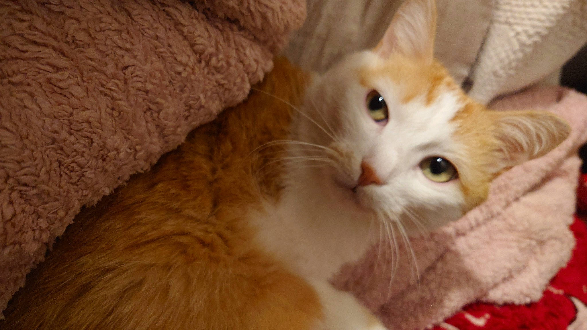 Daysi a rejoint le concours — aidez-le/la à gagner de superbes lots ! carnivore, cat, claw, comfort, domestic_short_haired_cat, ear, fawn, felidae, fur, paw, small_to_medium_sized_cats, snout, tail, whiskers, wood