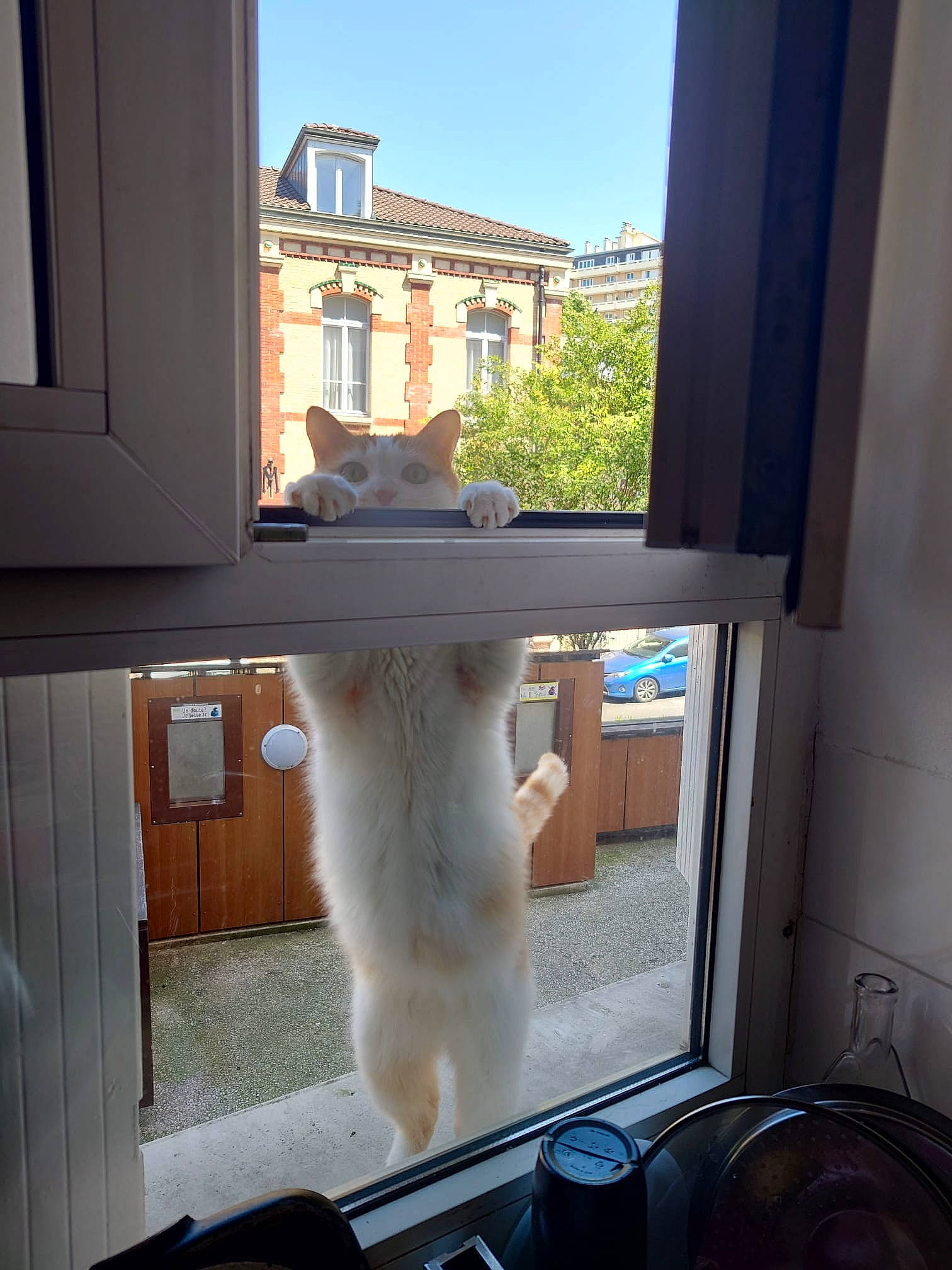 Daysi a rejoint le concours — aidez-le/la à gagner de superbes lots ! building, carnivore, cat, display_device, domestic_short_haired_cat, door, felidae, flooring, fur, glass, hardwood, home_appliance, paw, room, sky, small_to_medium_sized_cats, tail, whiskers, window, wood