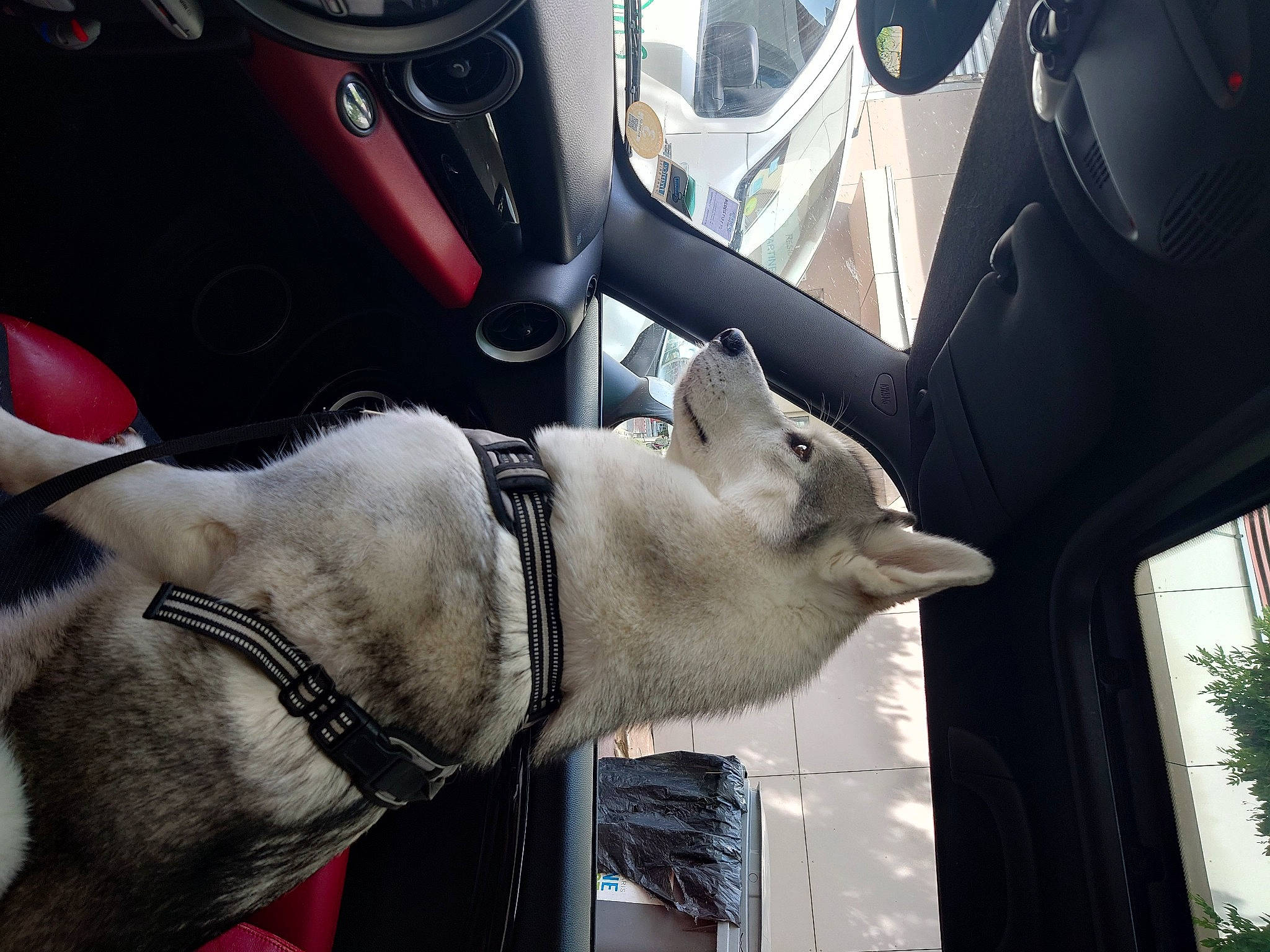 Saska a rejoint le concours — aidez-le/la à gagner de superbes lots ! automotive_lighting, automotive_tire, automotive_wheel_system, car, car_seat, car_seat_cover, carnivore, collar, dog, dog_breed, fawn, motor_vehicle, personal_luxury_car, snout, steering_wheel, vehicle, vehicle_door, wheel, window, working_animal