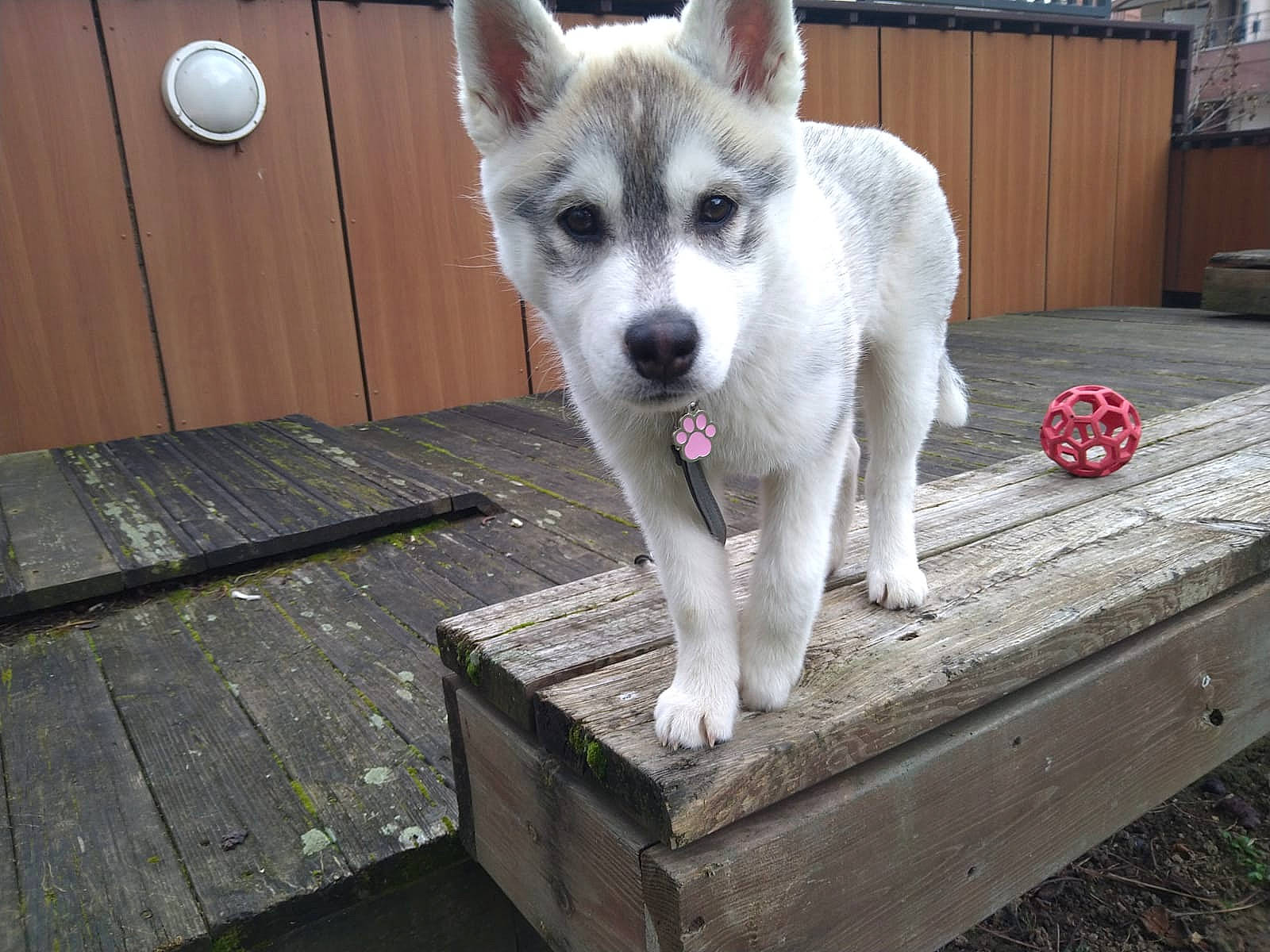 Saska participe au concours pour gagner de l'argent avec cette photo : canidae, canis, carnivore, companion_dog, dog, dog_breed, door, fawn, fur, hardwood, plank, snout, sporting_group, tail, terrestrial_animal, wolf, wood, wood_stain, working_animal, working_dog