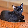 black_cat, cat, animal, pet, indoor, wooden_floor, feline, relaxed, cute, eyes, whiskers, fur, mammal, domestic_animal, resting, portrait, closeup, natural_light, curious, quiet