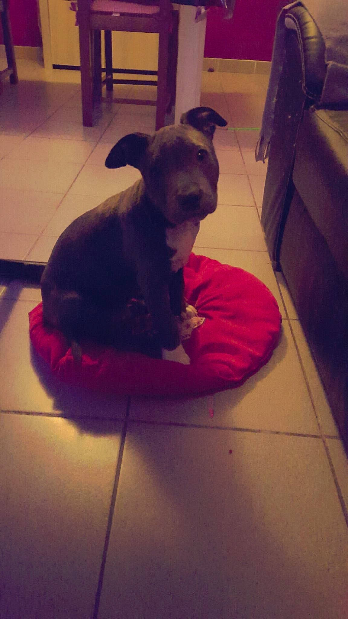 Darkos participe au concours pour gagner de l'argent avec cette photo : canidae, carnivore, companion_dog, dog, dog_breed, fawn, non_sporting_group, pit_bull, puppy, snout