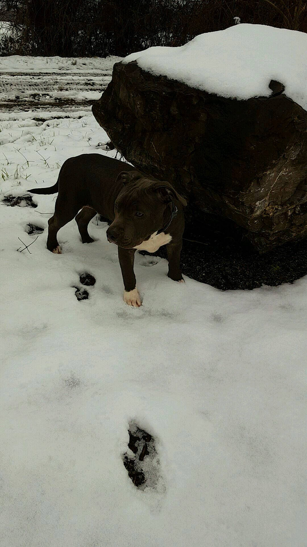 Darkos a rejoint le concours — aidez-le/la à gagner de superbes lots ! canidae, carnivore, dog, dog_breed, great_dane, guard_dog, snow, sporting_group, winter