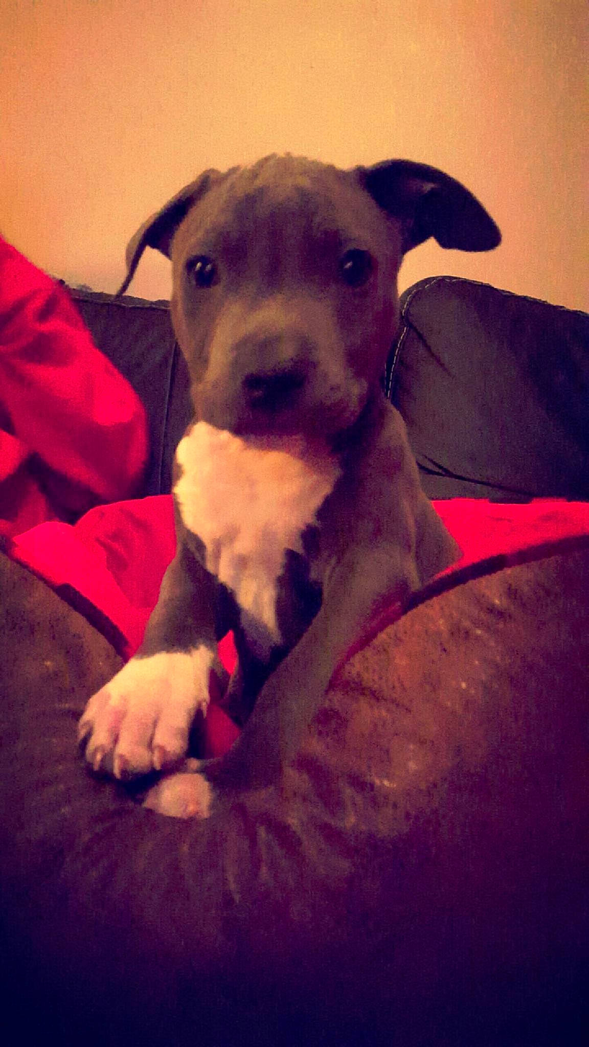 Darkos participe au concours pour gagner de l'argent avec cette photo : american_pit_bull_terrier, american_staffordshire_terrier, canidae, carnivore, companion_dog, dog, dog_breed, fawn, mammal, non_sporting_group, pit_bull, puppy, snout, vertebrate