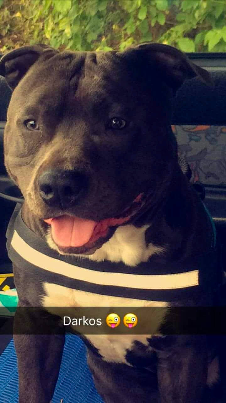 Darkos participe au concours pour gagner de l'argent avec cette photo : american_pit_bull_terrier, american_staffordshire_terrier, bull_and_terrier, canidae, carnivore, dog, dog_breed, fawn, mammal, non_sporting_group, nose, pit_bull, puppy, rare_breed_dog, snout, sporting_group, staffordshire_bull_terrier, terrier, vertebrate