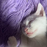 Kumo is registered to the contest to win money with this photo: cat, sleeping, white_cat, fluffy, blanket, purple, pet, cute, feline, whiskers, closeup, nap, cozy, soft, relaxed, indoor, animal, paw, fur, peaceful