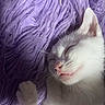 cat, sleeping, white_cat, fluffy, blanket, purple, pet, cute, feline, whiskers, closeup, nap, cozy, soft, relaxed, indoor, animal, paw, fur, peaceful