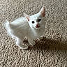 Kumo joined the competition — help win amazing prizes! kitten, white_cat, cat, pet, animal, fur, carpet, indoor, cute, small, young, curious, whiskers, ears, paws, standing, looking_up, feline, domestic_animal, soft_lighting