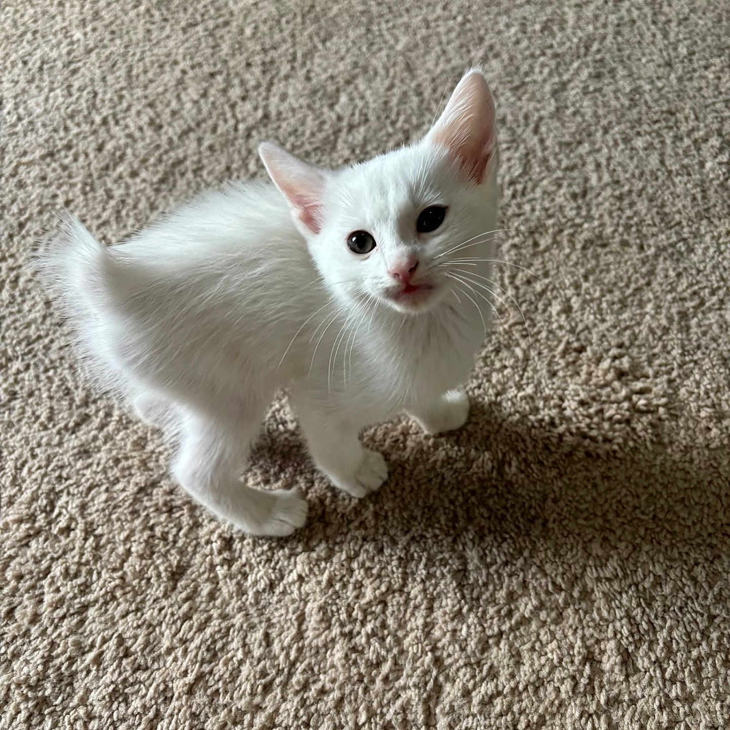 Kumo joined the competition — help win amazing prizes! kitten, white_cat, cat, pet, animal, fur, carpet, indoor, cute, small, young, curious, whiskers, ears, paws, standing, looking_up, feline, domestic_animal, soft_lighting