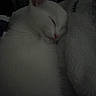 Kumo joined the competition — help win amazing prizes! cat, white_cat, sleeping, cozy, blanket, soft, pet, animal, fur, relaxing, indoors, cute, resting, closeup, mammal, quiet, peaceful, domestic_animal, whiskers, nap