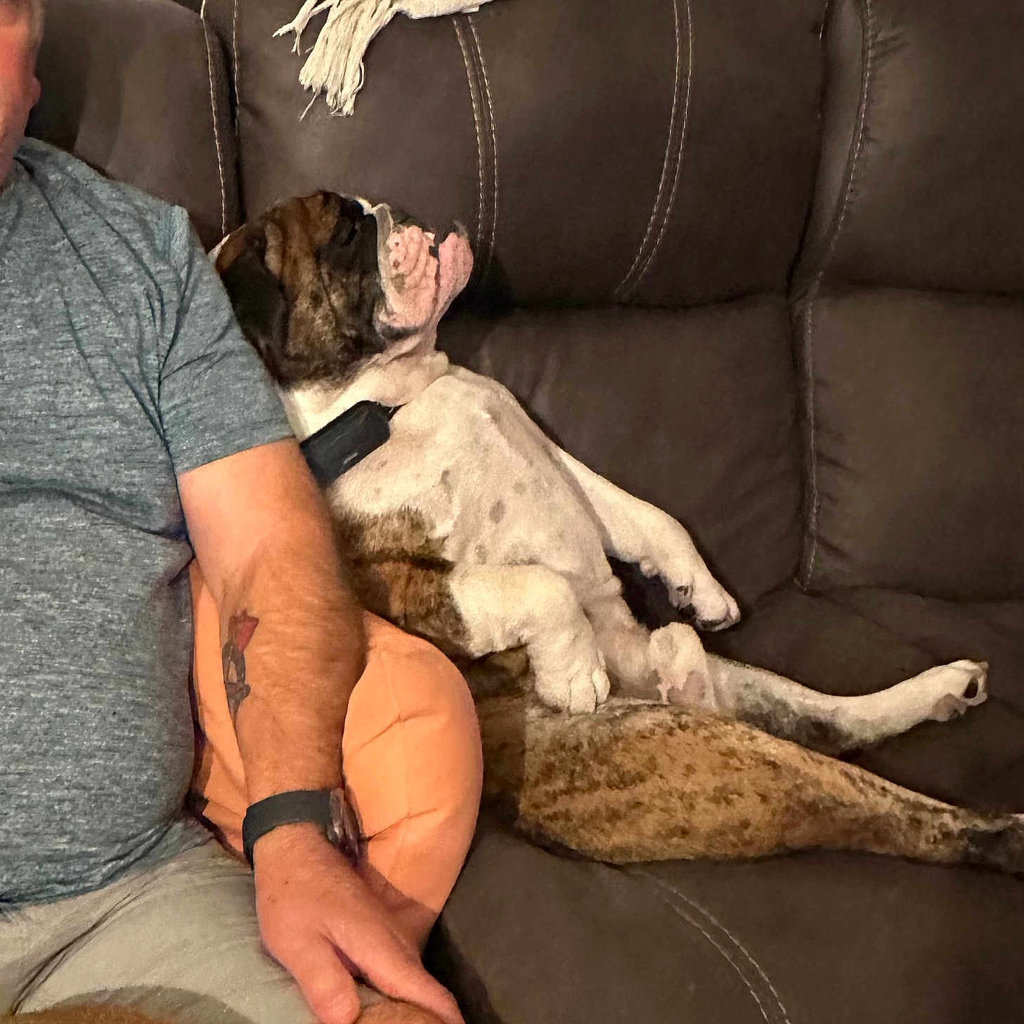 Santana is registered to the contest to win money with this photo: adult, animal, boxer, bulldog, canine, couch, cushion, dog, face, furniture, head, homedecor, male, man, person, pet, pitbull, puppy, sitting, wristwatch