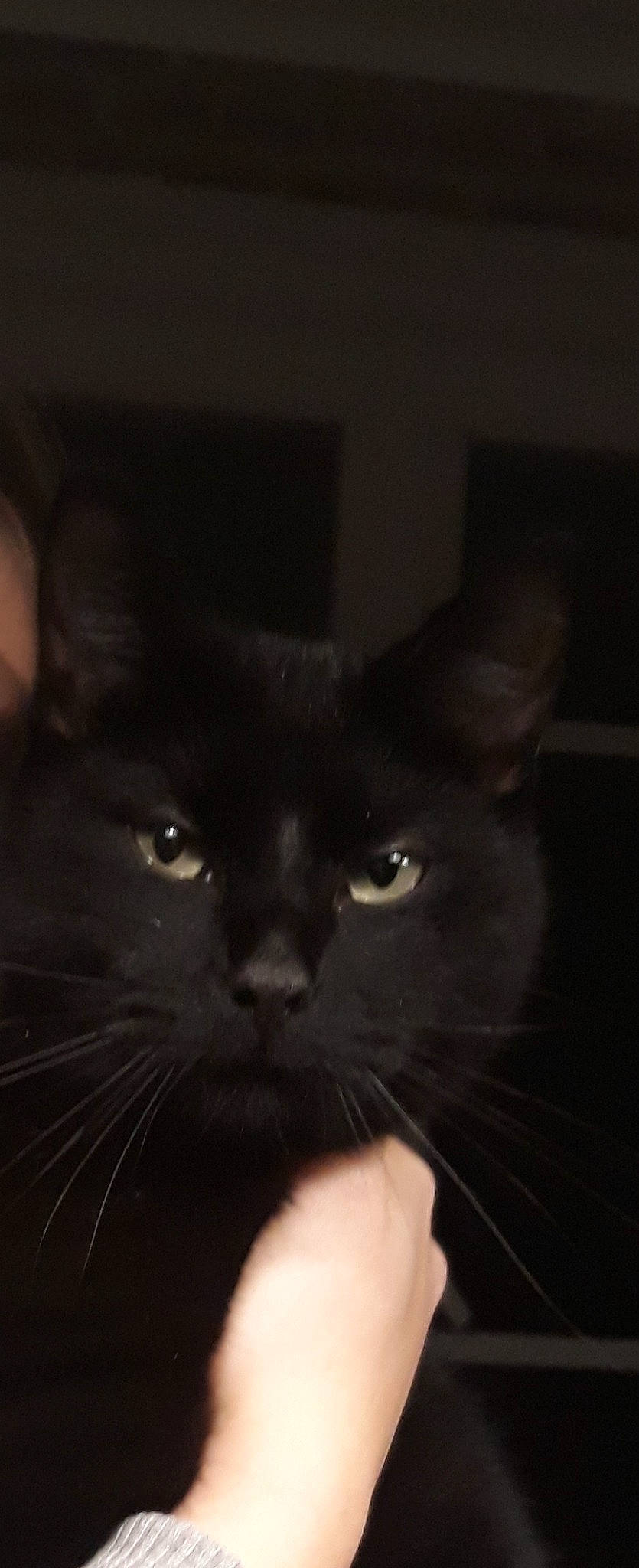 HawaÏ participe au concours pour gagner de l'argent avec cette photo : asian, black, black_cat, black_hair, bombay, burmese, carnivore, cat, domestic_long_haired_cat, domestic_short_haired_cat, ear, eye, felidae, fur, mammal, polydactyl_cat, small_to_medium_sized_cats, snout, vertebrate, whiskers