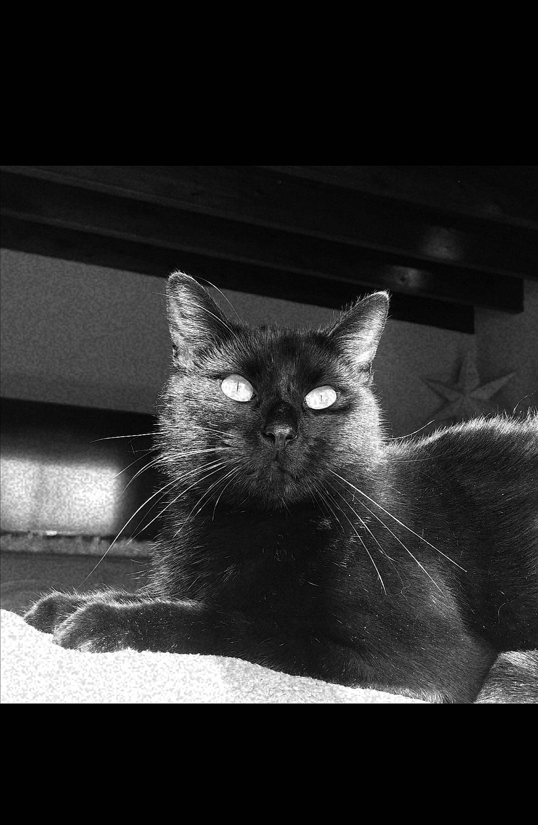 HawaÏ a rejoint le concours — aidez-le/la à gagner de superbes lots ! asian, black, black_and_white, black_cat, carnivore, cat, darkness, domestic_short_haired_cat, ear, eye, felidae, kitten, monochrome, monochrome_photography, photography, sky, small_to_medium_sized_cats, snapshot, snout, whiskers