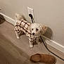 dog, small_dog, plaid_clothing, onesie, indoor, floor, wooden_floor, slippers, wall_outlet, cord, white_dog, pet, cozy, cute, animal, companion, alert, standing, domestic, home