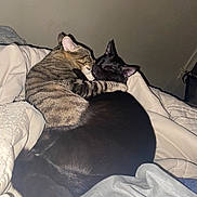 Dusty joined the competition — help win amazing prizes! cat, tabby_cat, black_cat, bed, blanket, snuggling, pets, feline, cozy, sleeping, domestic_cat, animal, friendship, cute, indoor, fur, ears, whiskers, resting, comfort