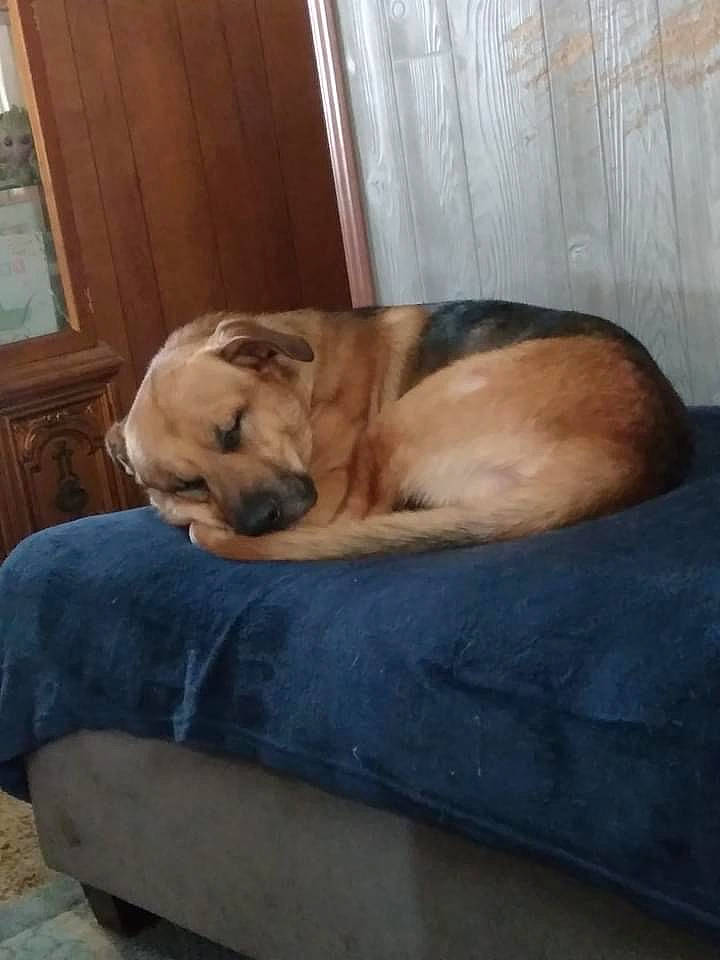 Loki is registered to the contest to win money with this photo: bored, canidae, carnivore, comfort, companion_dog, dog, dog_breed, dog_supply, fawn, flooring, fur, hardwood, nap, paw, pet_supply, sleep, snout, sporting_group, terrestrial_animal, wood