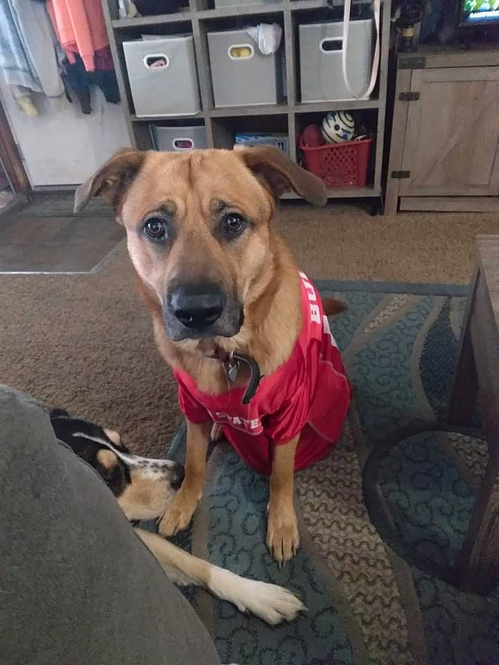 Loki joined the competition — help win amazing prizes! carnivore, collar, companion_dog, dog, dog_breed, dog_clothes, dog_collar, dog_supply, fawn, floor, flooring, fur, paw, pet_supply, sitting, television, whiskers