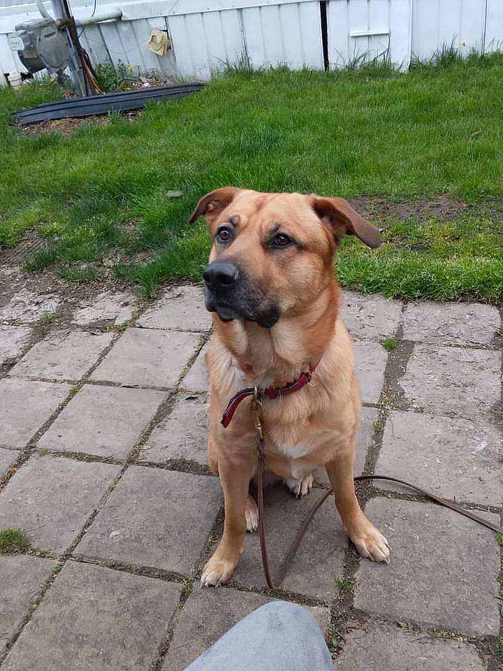 Loki joined the competition — help win amazing prizes! canidae, carnivore, collar, companion_dog, corgi_chihuahua, dog, dog_breed, dog_collar, fawn, grass, leash, pet_supply, plant, road_surface, snout, sporting_group, street_dog, tail, working_animal, working_dog