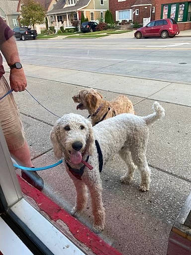 Wiley is registered to the contest to win money with this photo: building, canidae, car, carnivore, companion_dog, dog, dog_breed, dog_collar, labradoodle, leash, plant, recreation, road_surface, sidewalk, sporting_group, terrier, vehicle, water, wheel, window