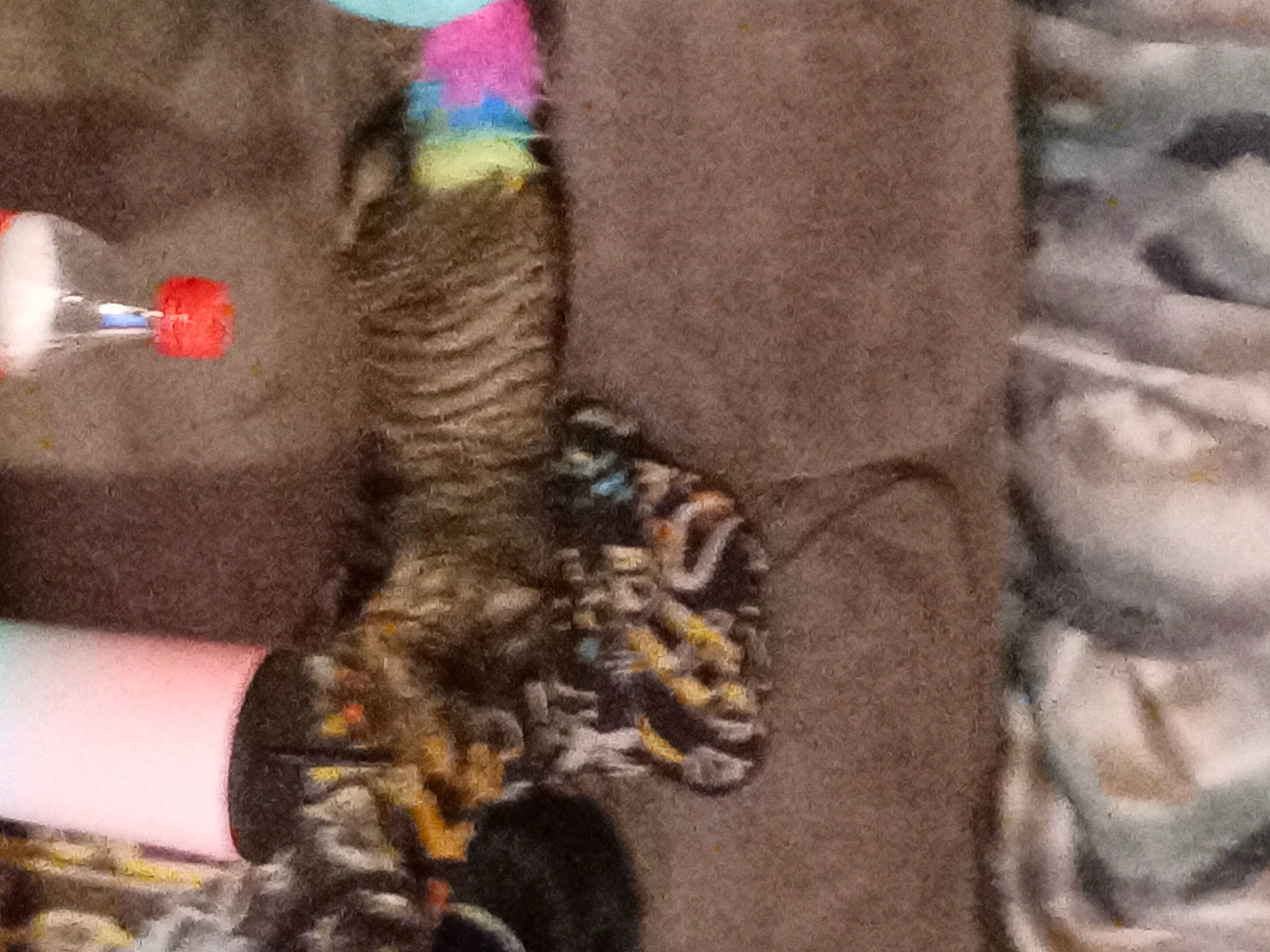 Misty is registered to the contest to win money with this photo: carnivore, cat, claw, dog_breed, domestic_short_haired_cat, fawn, felidae, foot, fur, fur_clothing, gesture, human_leg, nail, paw, small_to_medium_sized_cats, stuffed_toy, tail, textile, thigh, whiskers