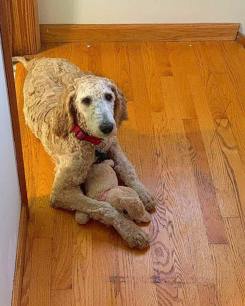 Eevee joined the competition — help win amazing prizes! art, carnivore, companion_dog, dog, dog_breed, fawn, floor, flooring, hardwood, pet_supply, plank, plywood, rectangle, room, sporting_group, varnish, wood, wood_flooring, wood_stain, working_animal