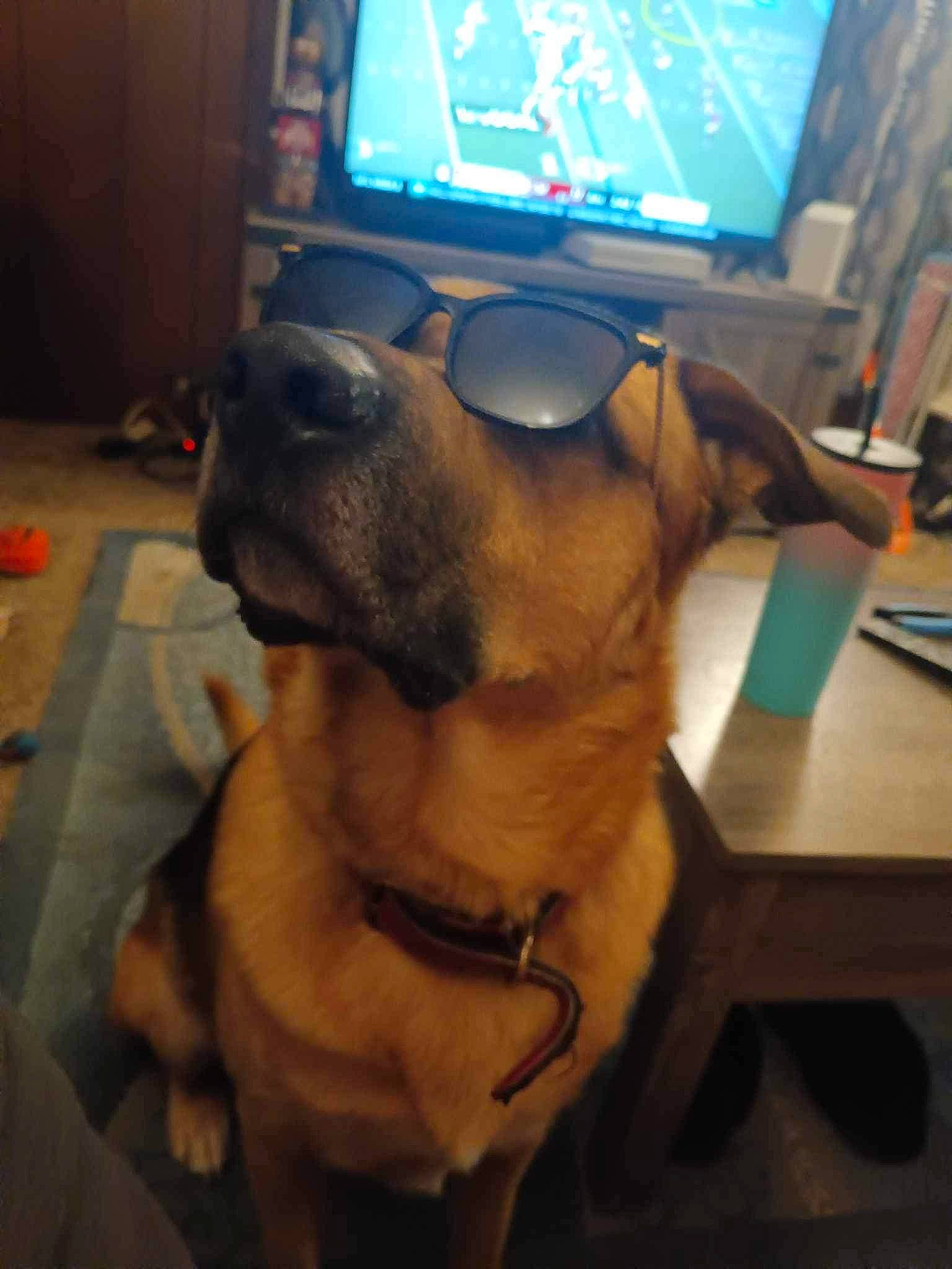 Loki is registered to the contest to win money with this photo: carnivore, collar, companion_dog, computer, desk, dog, dog_breed, dog_collar, eyewear, fawn, flooring, output_device, peripheral, personal_computer, personal_protective_equipment, pet_supply, snout, table, whiskers, working_animal