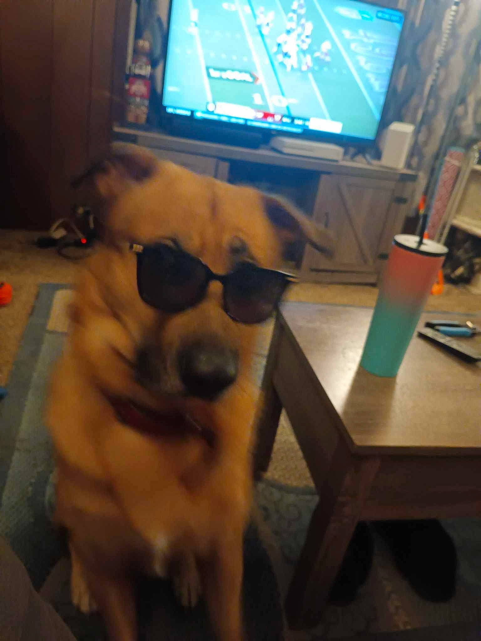 Loki joined the competition — help win amazing prizes! carnivore, companion_dog, desk, display_device, dog, dog_breed, electronic_device, eyewear, fawn, flooring, goggles, personal_protective_equipment, sunglasses, table, television, television_set, toy_dog, vision_care, wood, working_animal