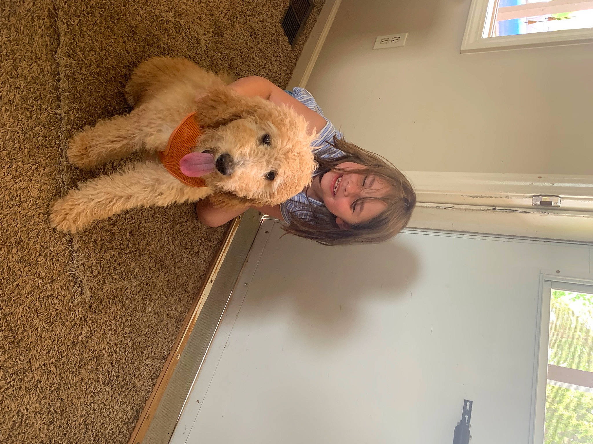 Eevee is registered to the contest to win money with this photo: canidae, carnivore, ceiling, comfort, companion_dog, dog, dog_breed, fawn, felidae, floor, flooring, fun, fur, hardwood, room, stuffed_toy, teddy_bear, toy, window, wood