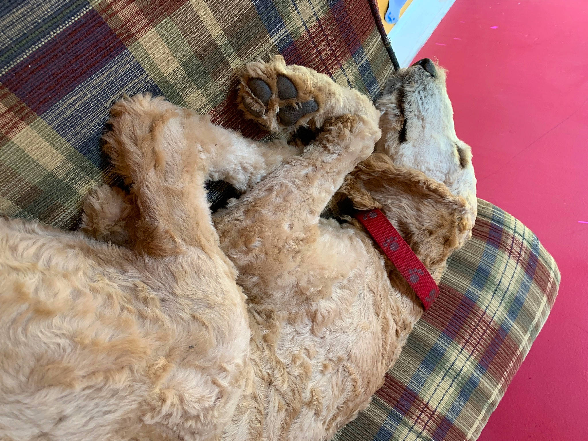 Eevee is registered to the contest to win money with this photo: alpaca, art, comfort, creative_arts, fawn, fiber, fur, natural_material, pattern, plaid, tartan, terrestrial_animal, wool