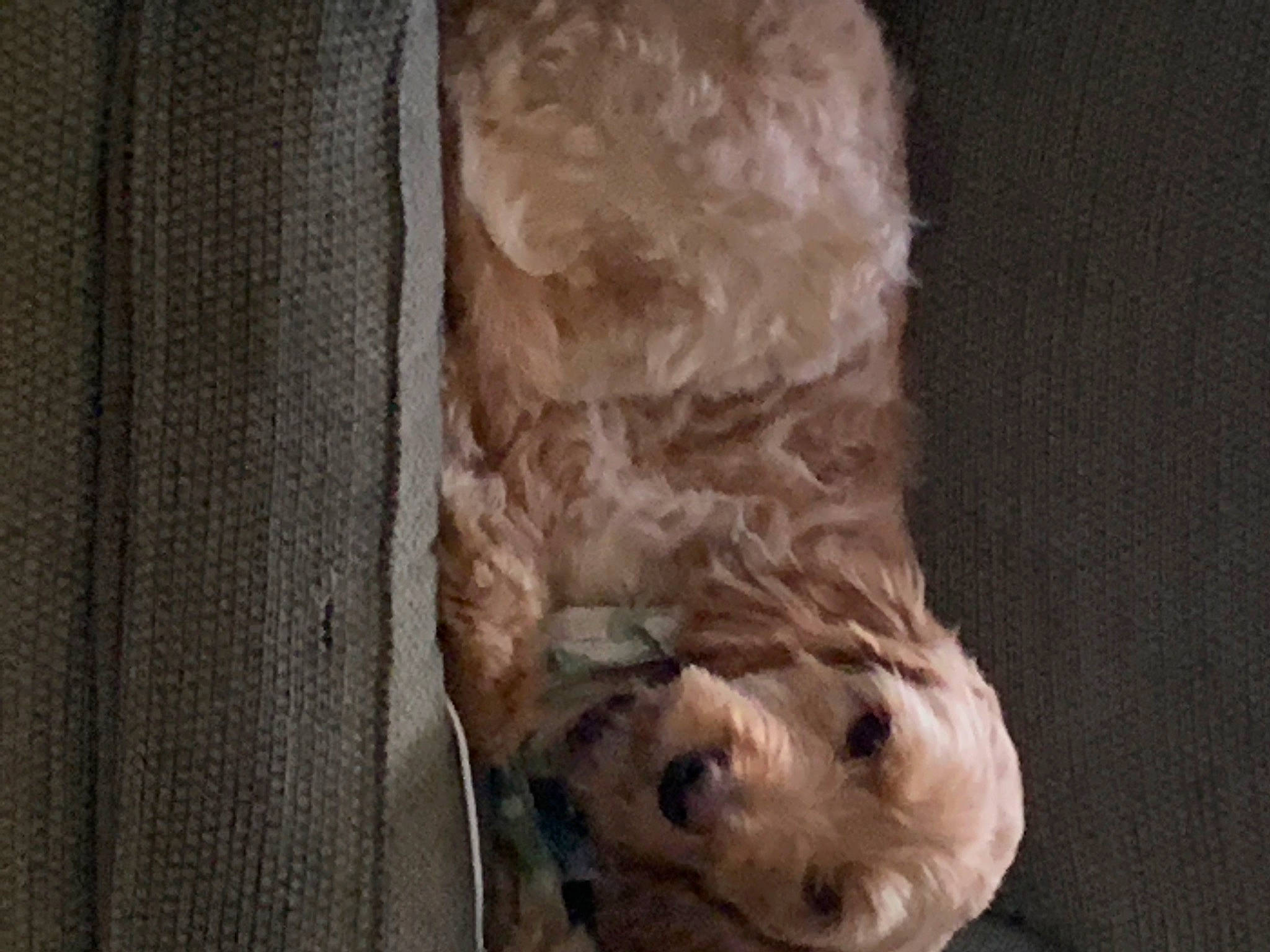 Lucy is registered to the contest to win money with this photo: canidae, carnivore, companion_dog, dog, dog_breed, fawn, fur, liver, pet_supply, snout, sporting_group, wood, working_animal, wrinkle