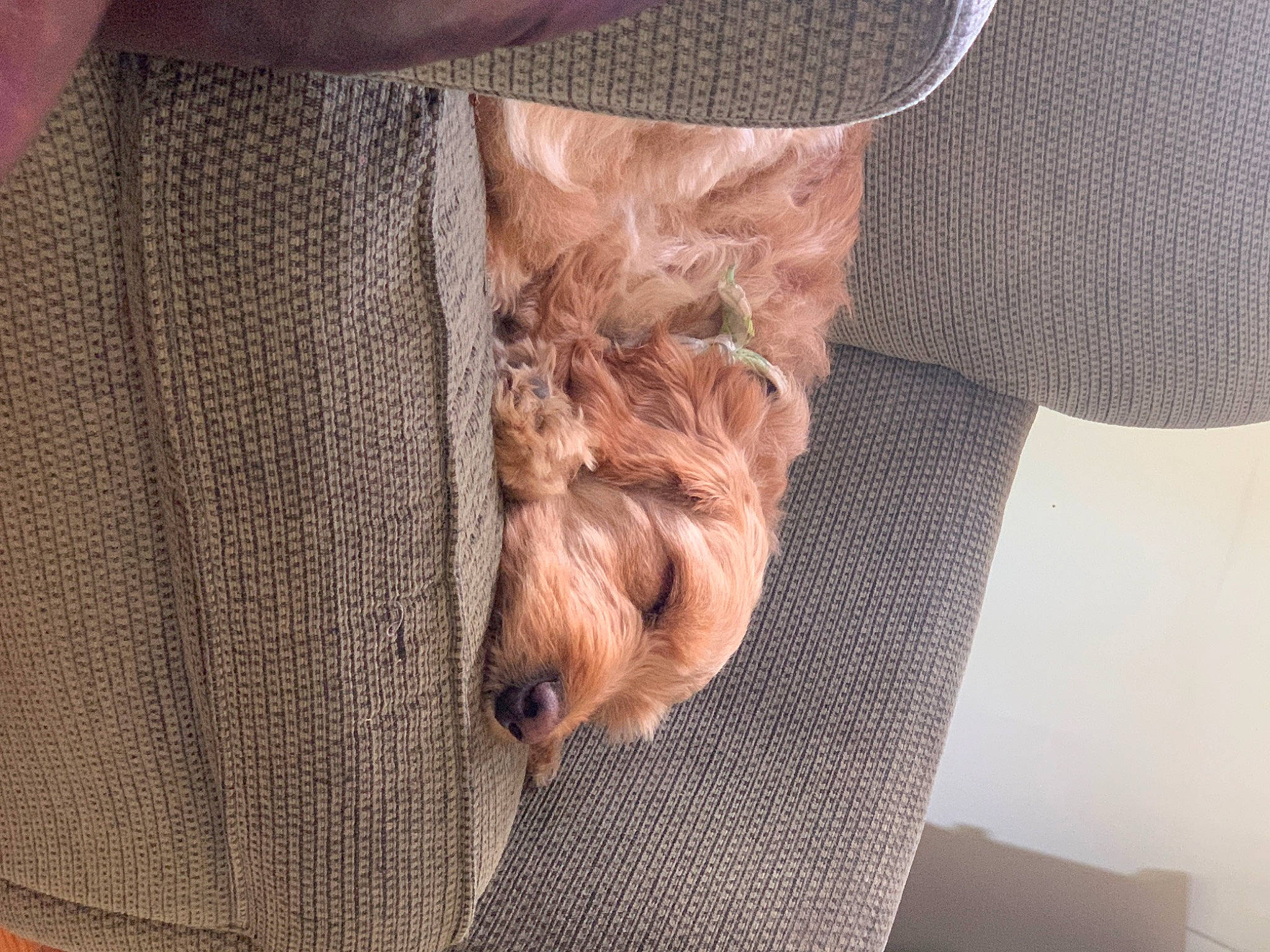 Lucy joined the competition — help win amazing prizes! comfort, companion_dog, denim, fawn, fur, gesture, grey, human_leg, linens, liver, nail, pattern, sleeve, textile, waist, wood, wool, woolen, wrinkle, wrist