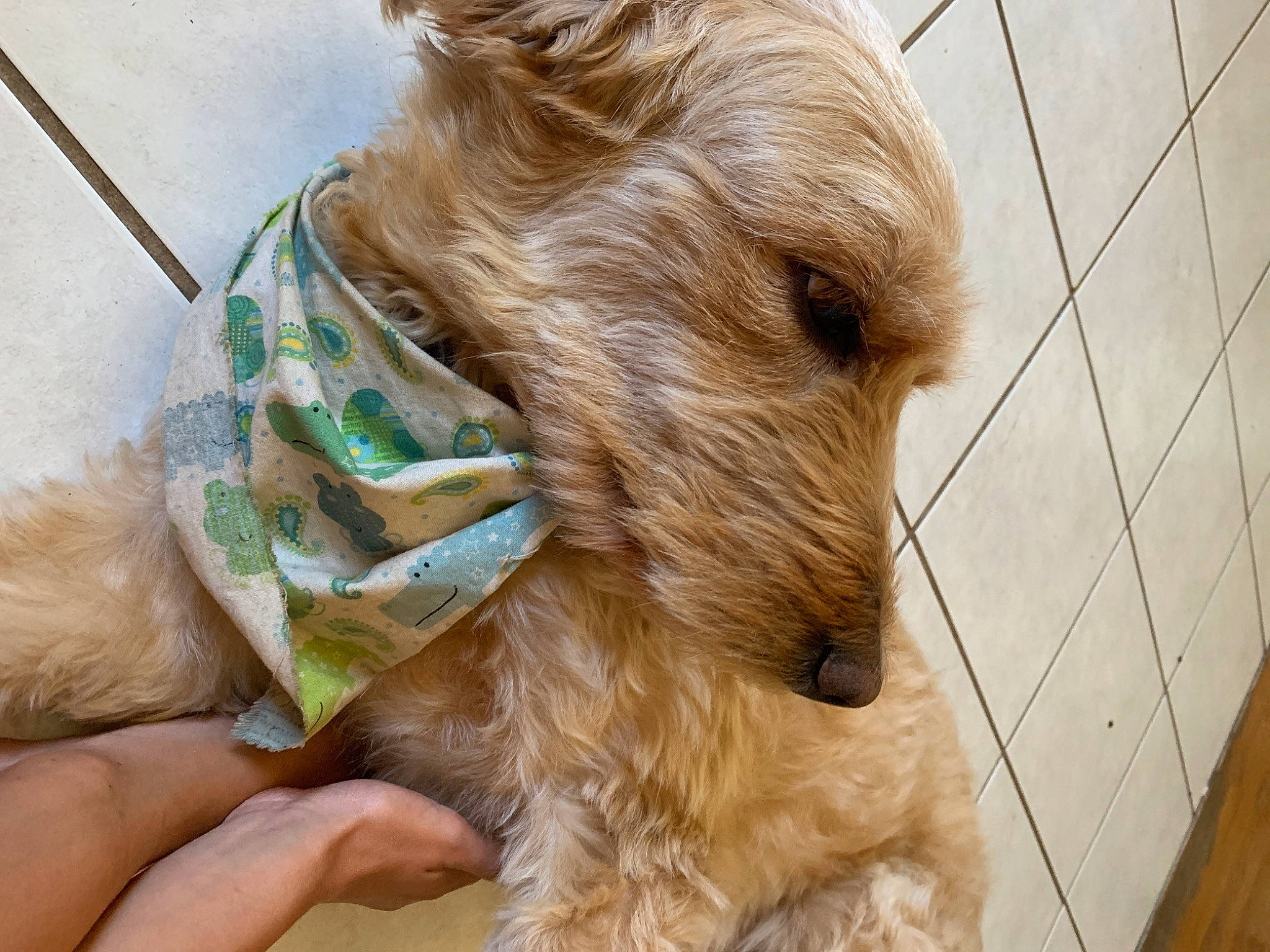 Lucy joined the competition — help win amazing prizes! art, canidae, carnivore, collar, companion_dog, dog, dog_breed, dog_collar, dog_supply, fawn, fur, irish_terrier, liver, pet_supply, snout, sporting_group, terrestrial_animal, terrier, wood, working_animal