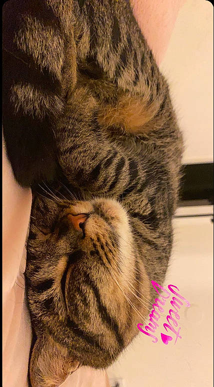 Nala is registered to the contest to win money with this photo: big_cats, carnivore, cat, close_up, comfort, domestic_short_haired_cat, fawn, felidae, fur, nap, paw, siberian_tiger, sleep, small_to_medium_sized_cats, snout, terrestrial_animal, whiskers, wildlife, wrinkle