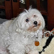 Kandi Kane joined the competition — help win amazing prizes! dog, white_dog, fluffy, pet, collar, wooden_tag, blanket, indoor, furniture, cabinet, stuffed_animals, decor, cozy, closeup, animal, cute, companion, curly_fur, resting, home