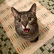 Tuna joined the competition — help win amazing prizes! cat, gray_tabby, wide_eyes, open_mouth, whiskers, indoor, rug, patterned_rug, tile_floor, looking_up, pet, feline, cute, curious, domestic_cat, fur, animal, mammal, sitting, floor